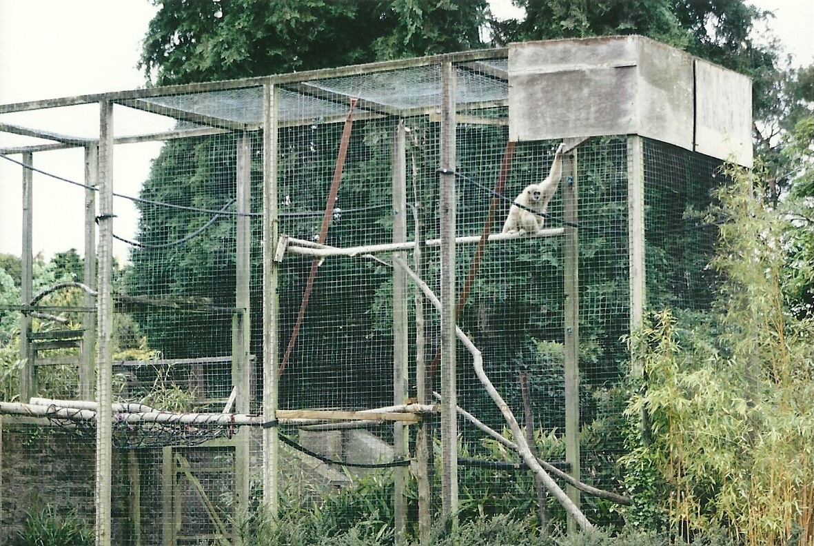 Lar Gibbon exhibit 21st May 2013