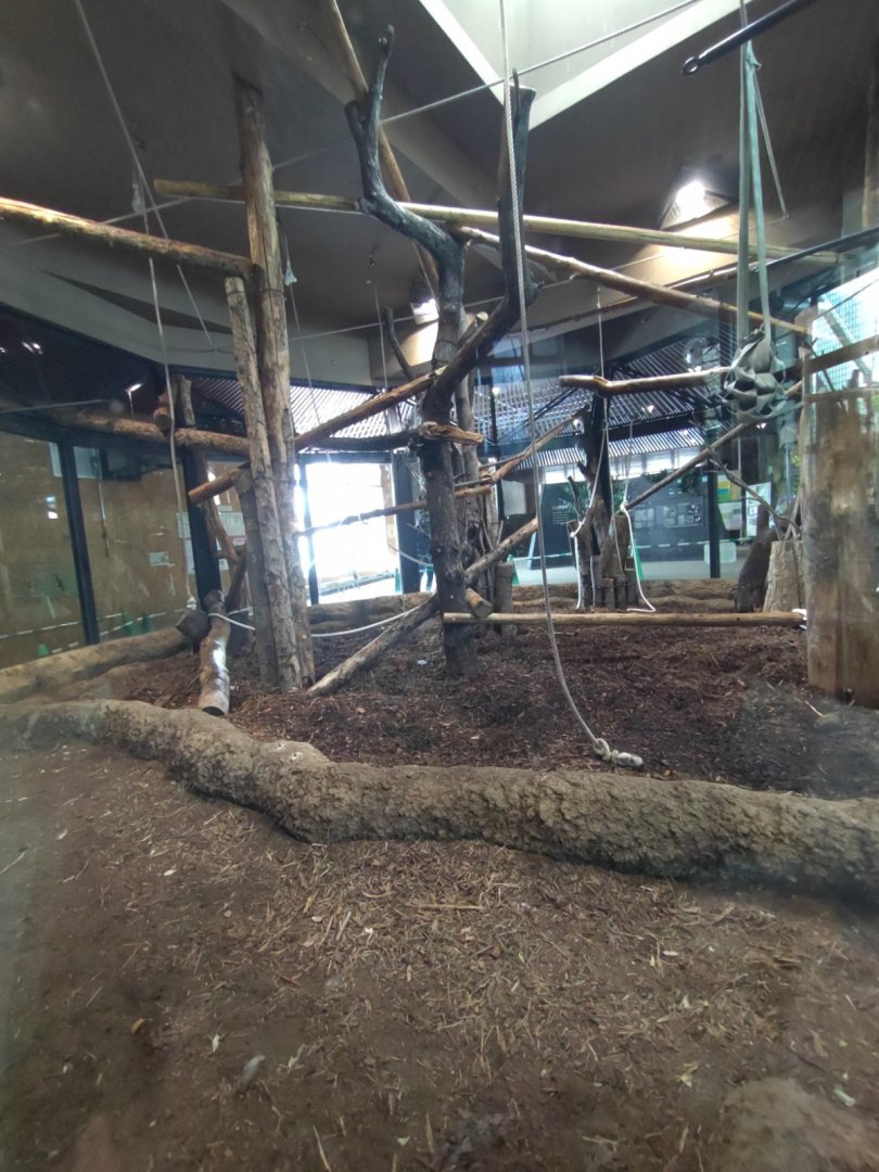 Lar Gibbon exhibit at Maruyama Zoo