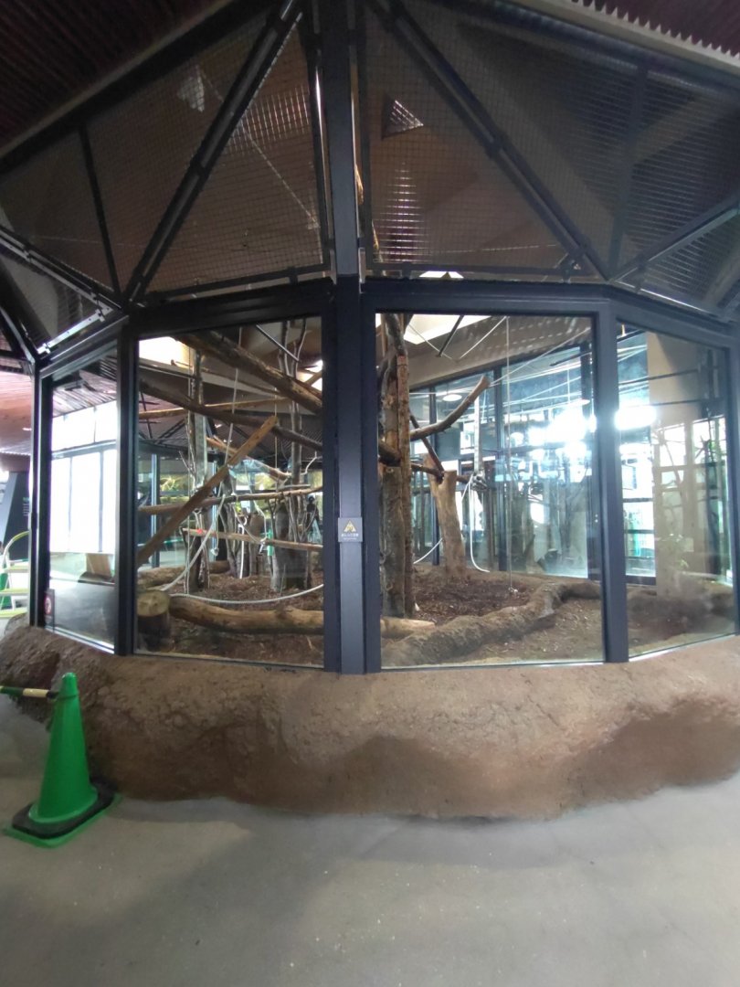 Lar Gibbon exhibit at Maruyama Zoo