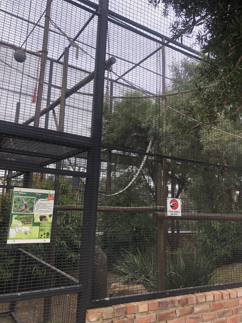 Lar Gibbon Exhibit (Hylobates lar)