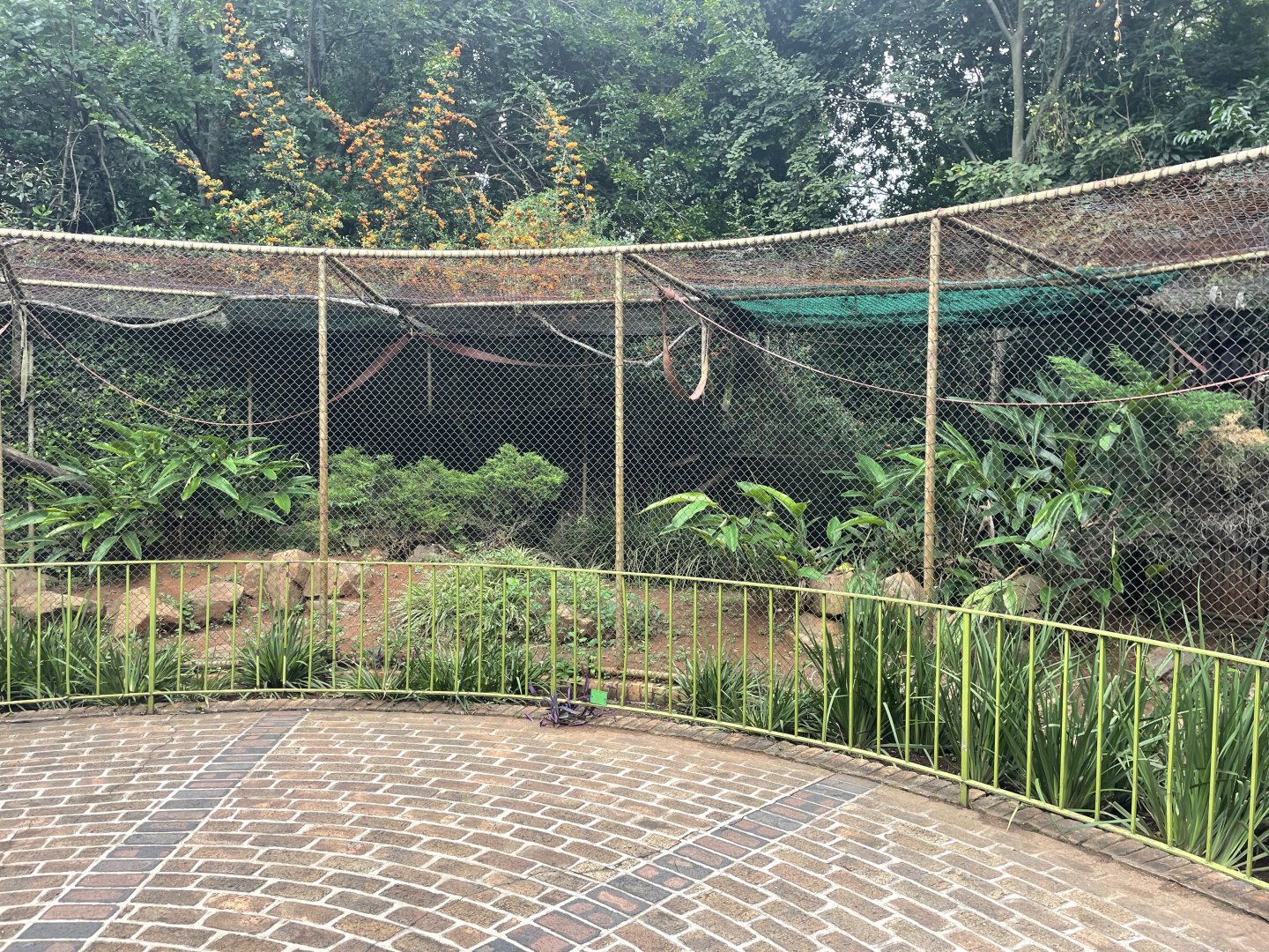 Lar Gibbon Exhibit (Hylobates lar)