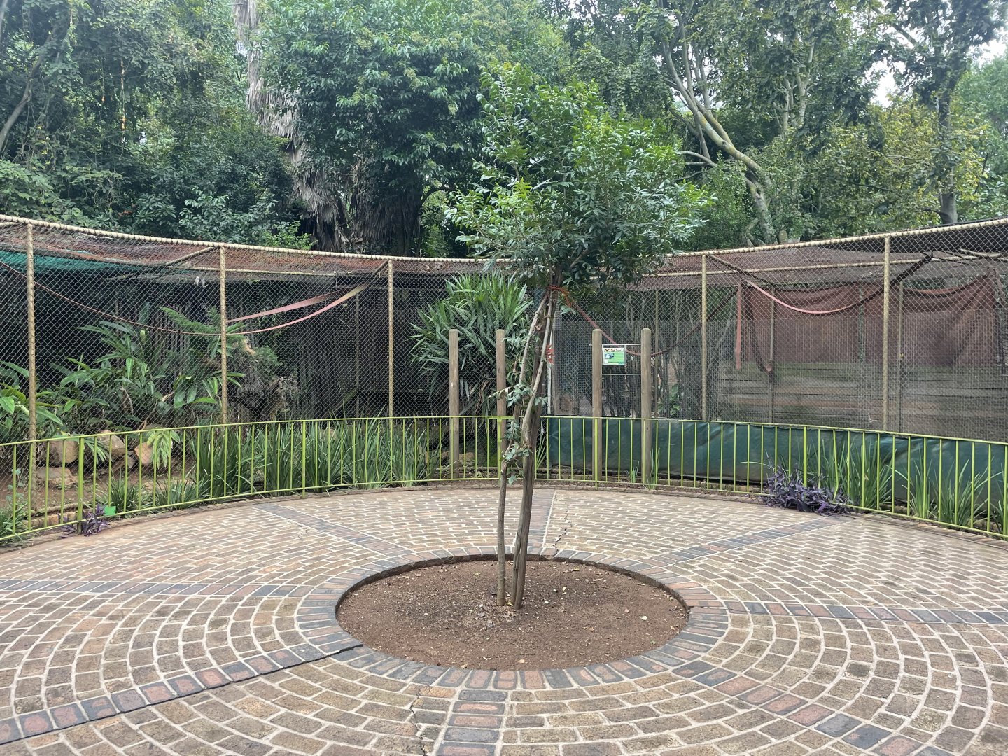 Lar Gibbon Exhibit (Hylobates lar)