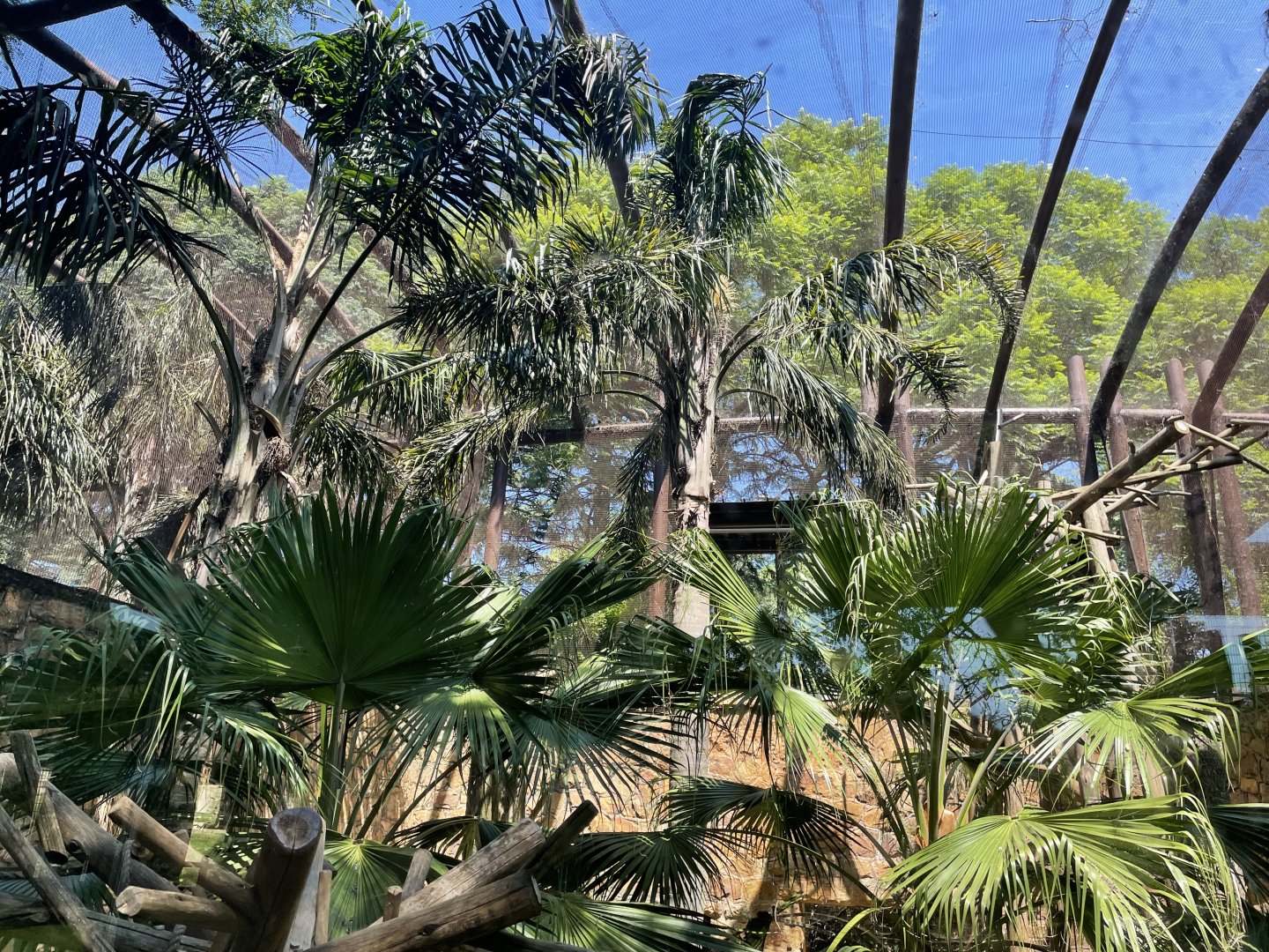 Lar Gibbon Exhibit (Hylobates lar)