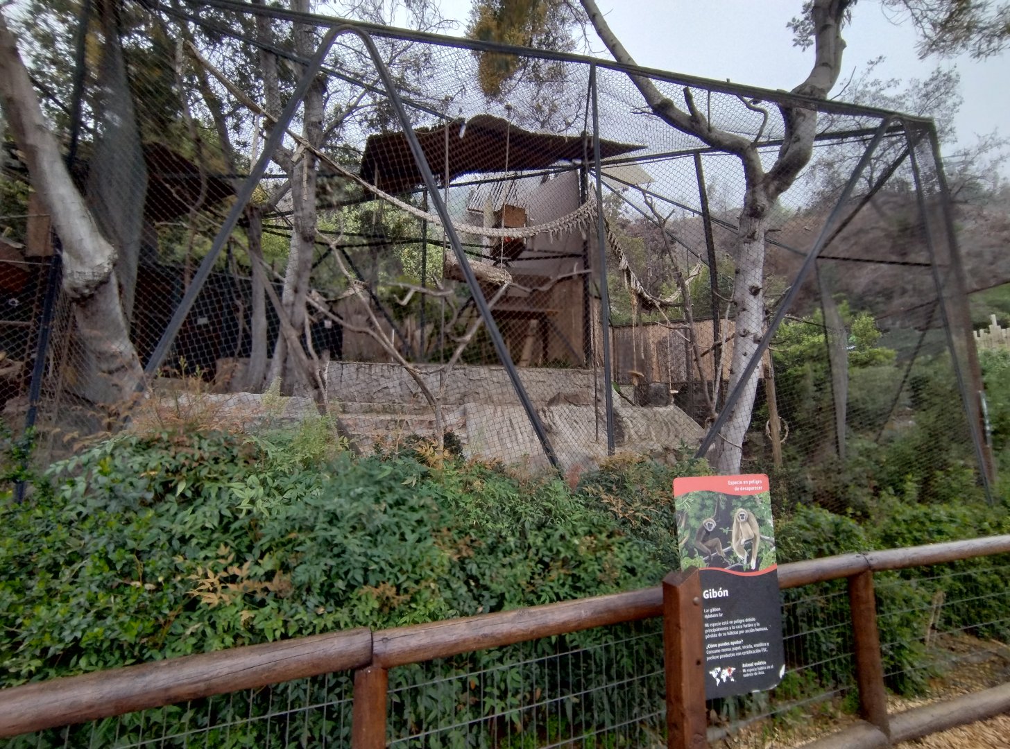Lar gibbon exhibit - Santiago zoo (Zoologico nacional)