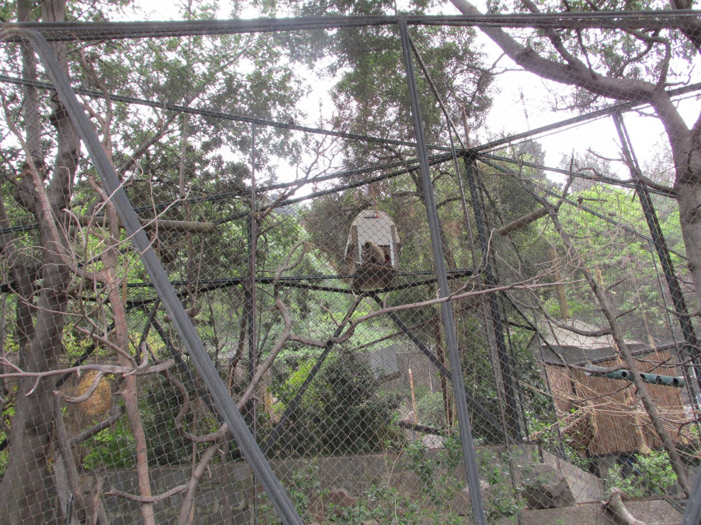lar gibbon exhibit