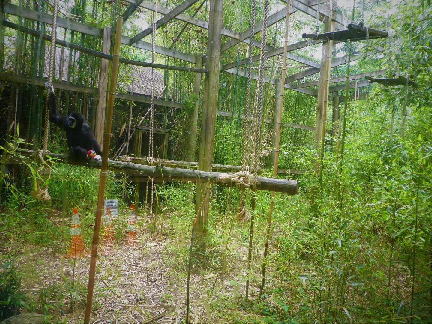 Lar Gibbon Exhibit