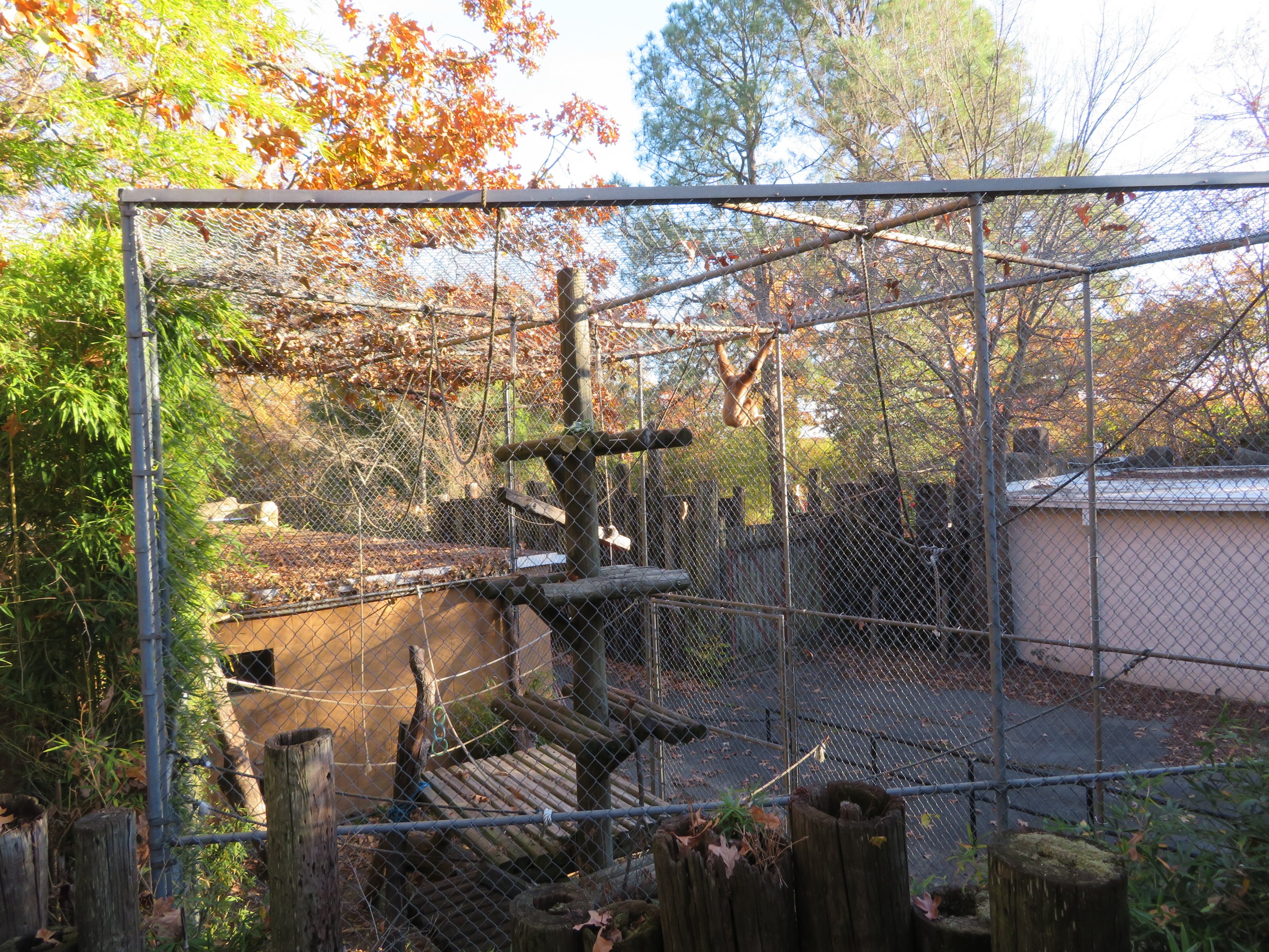 Lar Gibbon Exhibit