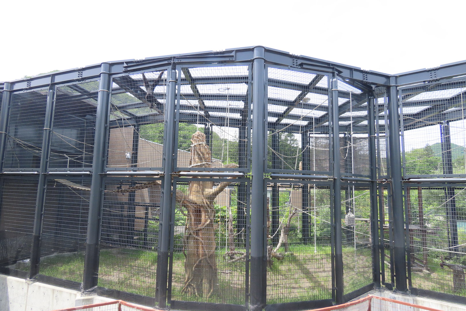 Lar gibbon exhibit