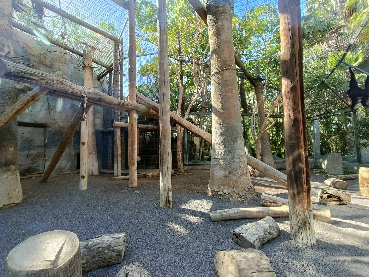 Lar gibbon exhibit