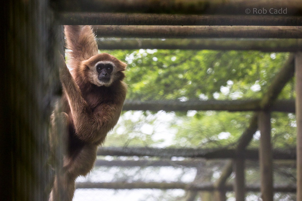 Lar gibbon : Exmoor Zoo : 22 May 2015