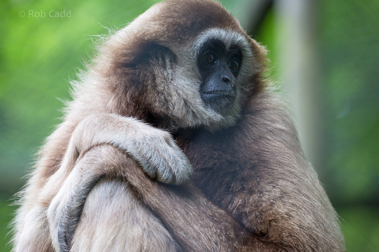Lar gibbon : Exmoor Zoo : 22 May 2015
