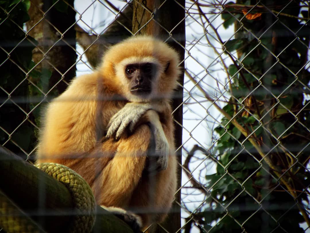 Lar Gibbon Exmoor Zoo