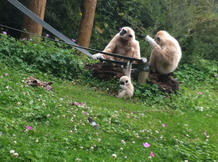 Lar Gibbon Family - 01/08/11