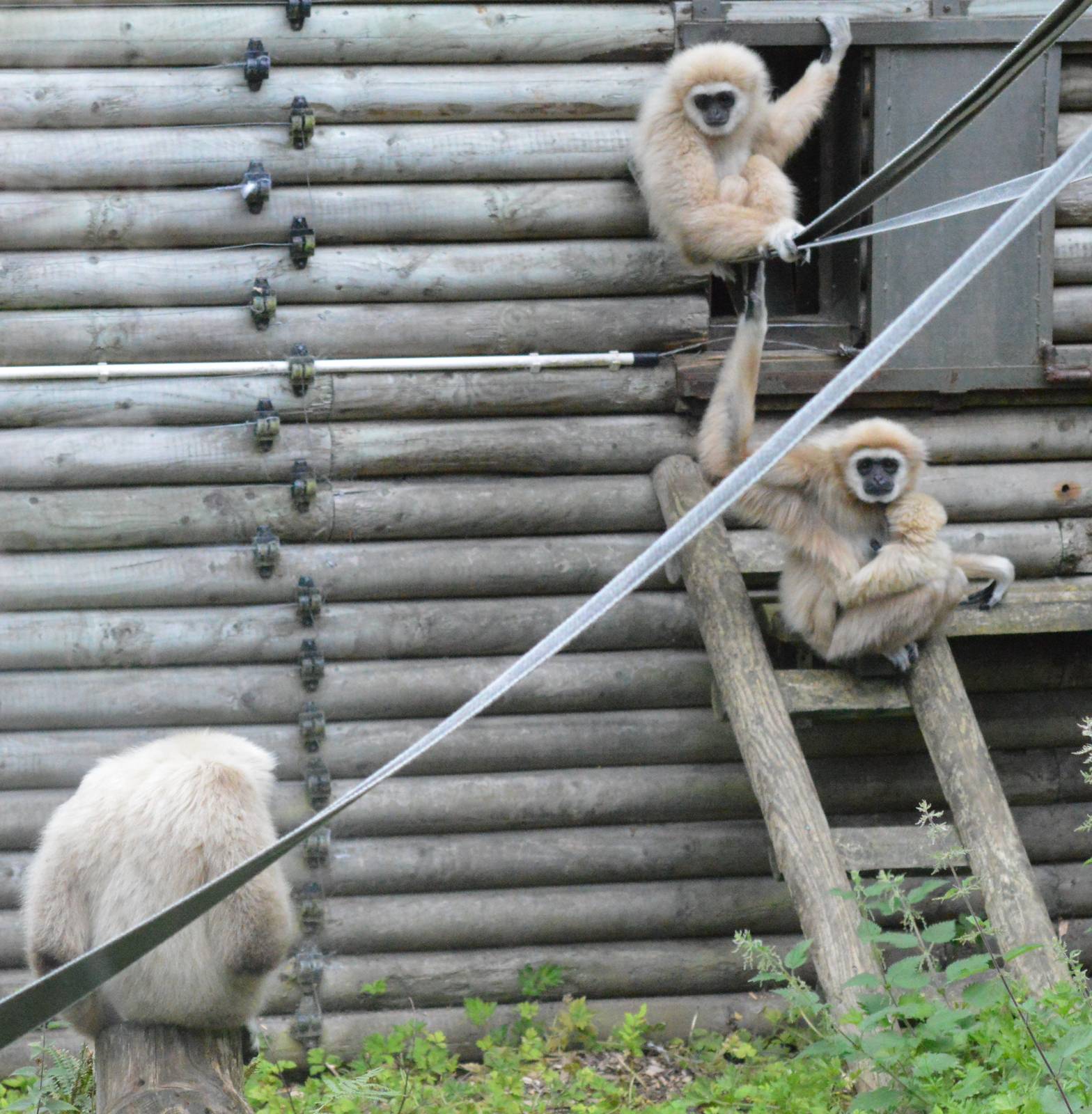 Lar gibbon family