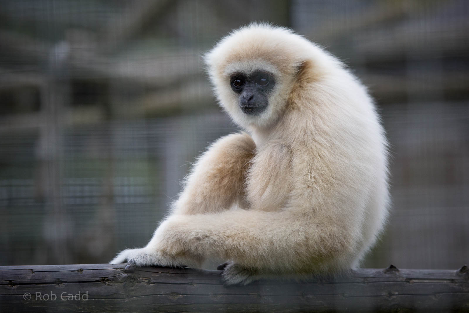 Lar gibbon : Hamerton : 05 Sep 2014