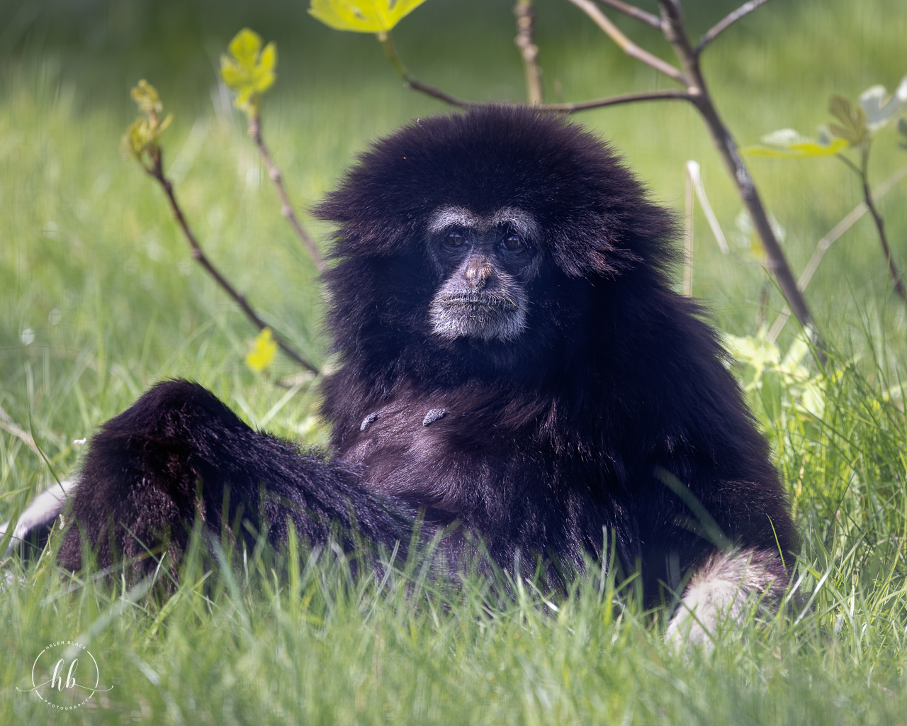 Lar Gibbon / Hamerton / 18-4-24