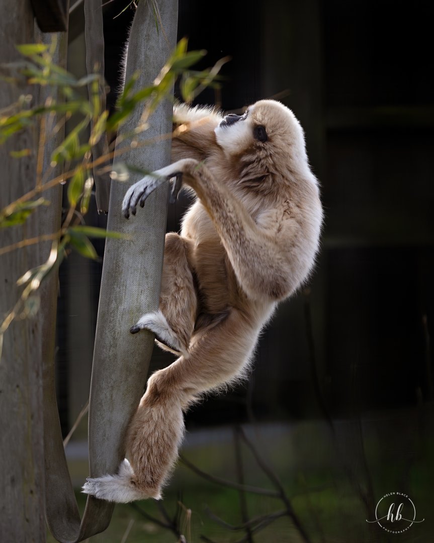 Lar Gibbon / Hamerton / 22-1-25