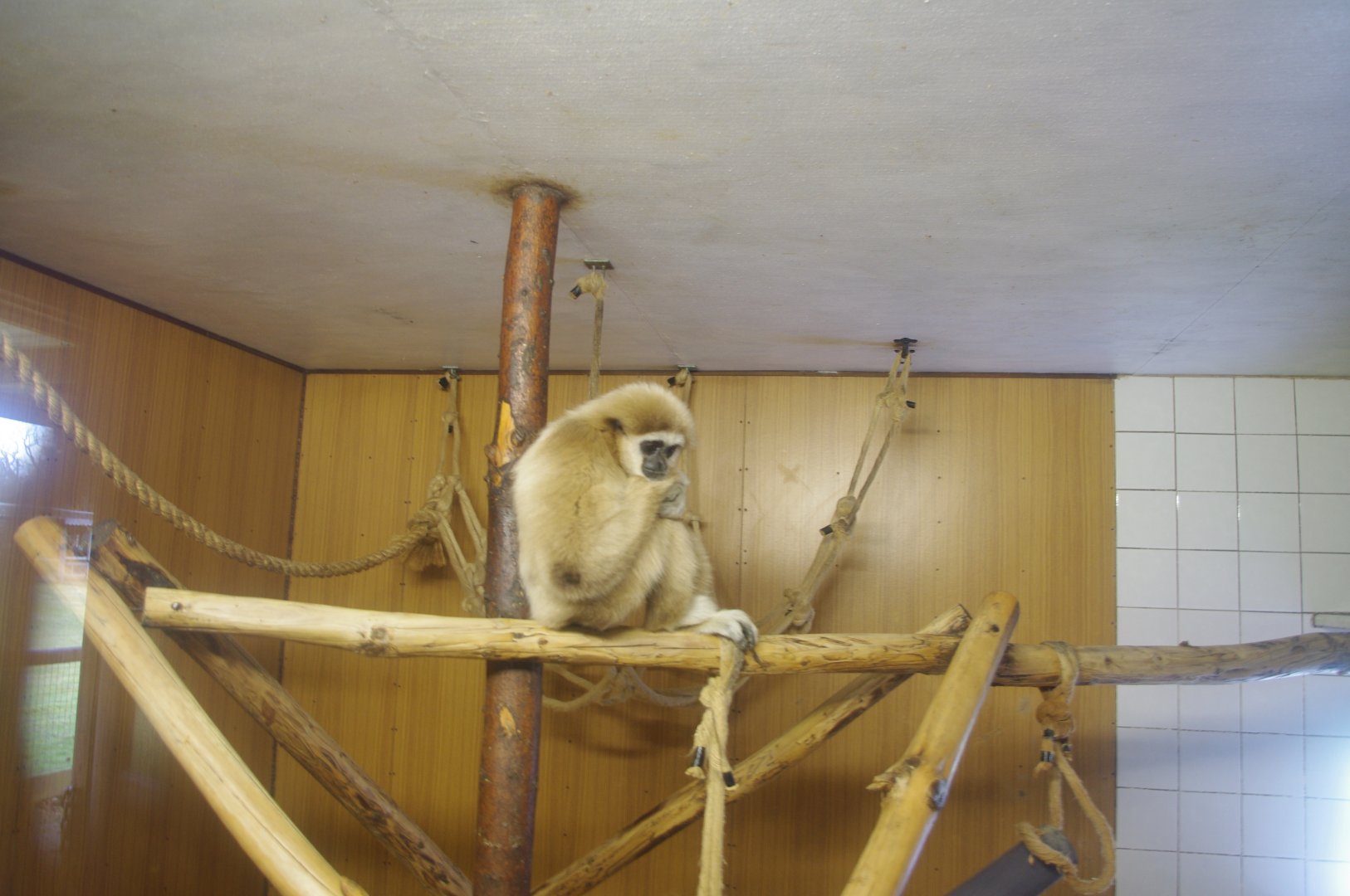 Lar Gibbon- Hamerton Zoo Park 6/3/2022