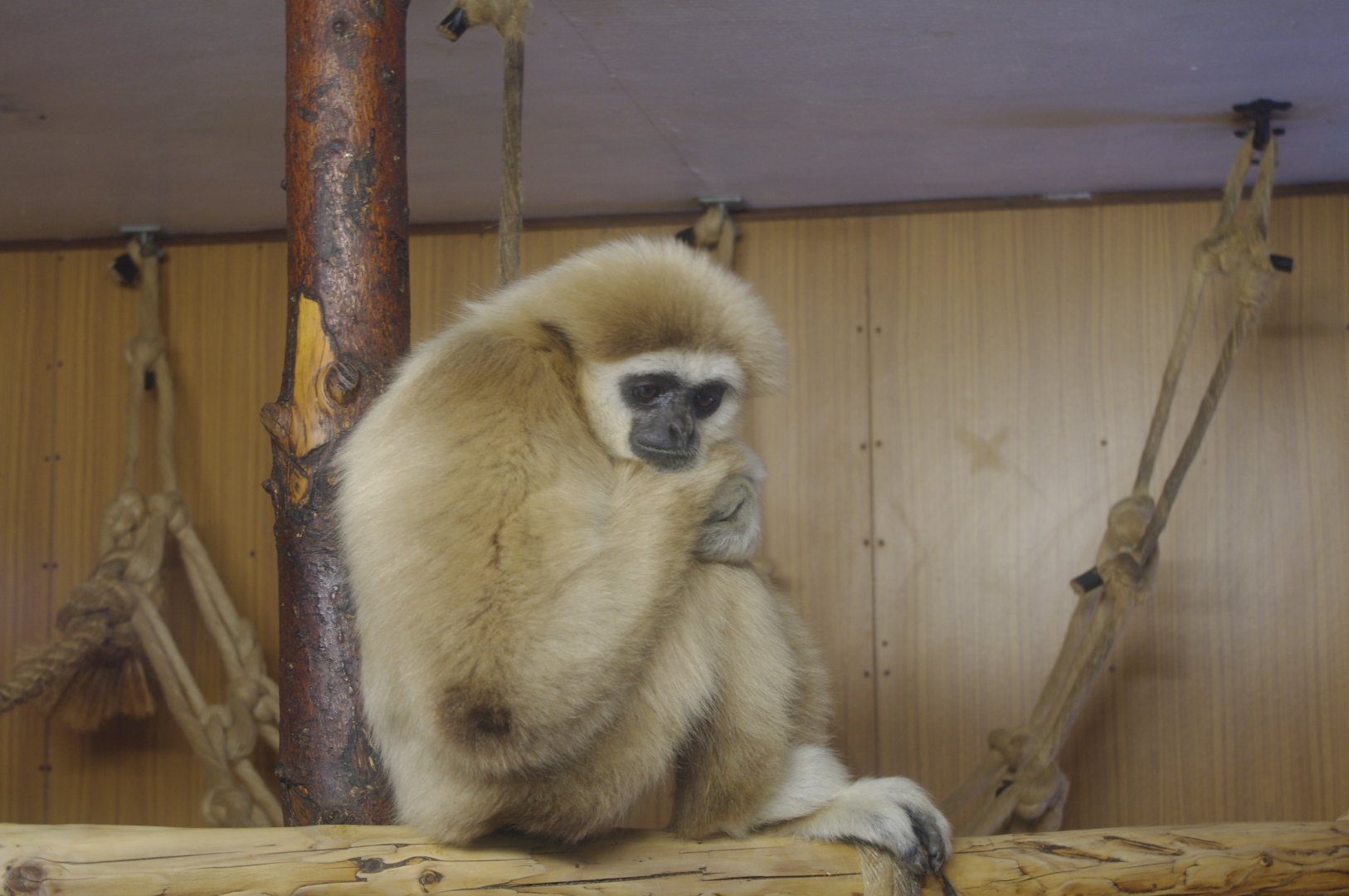Lar Gibbon- Hamerton Zoo Park 6/3/2022