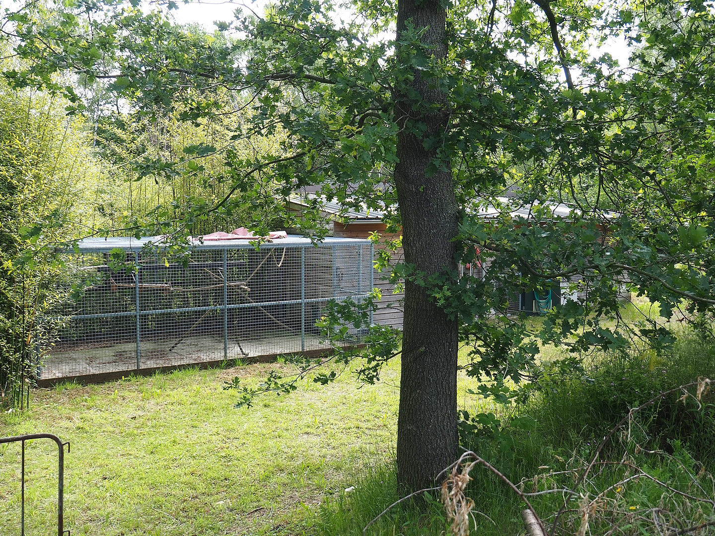 Lar gibbon house and separation cage, 2022-06-12