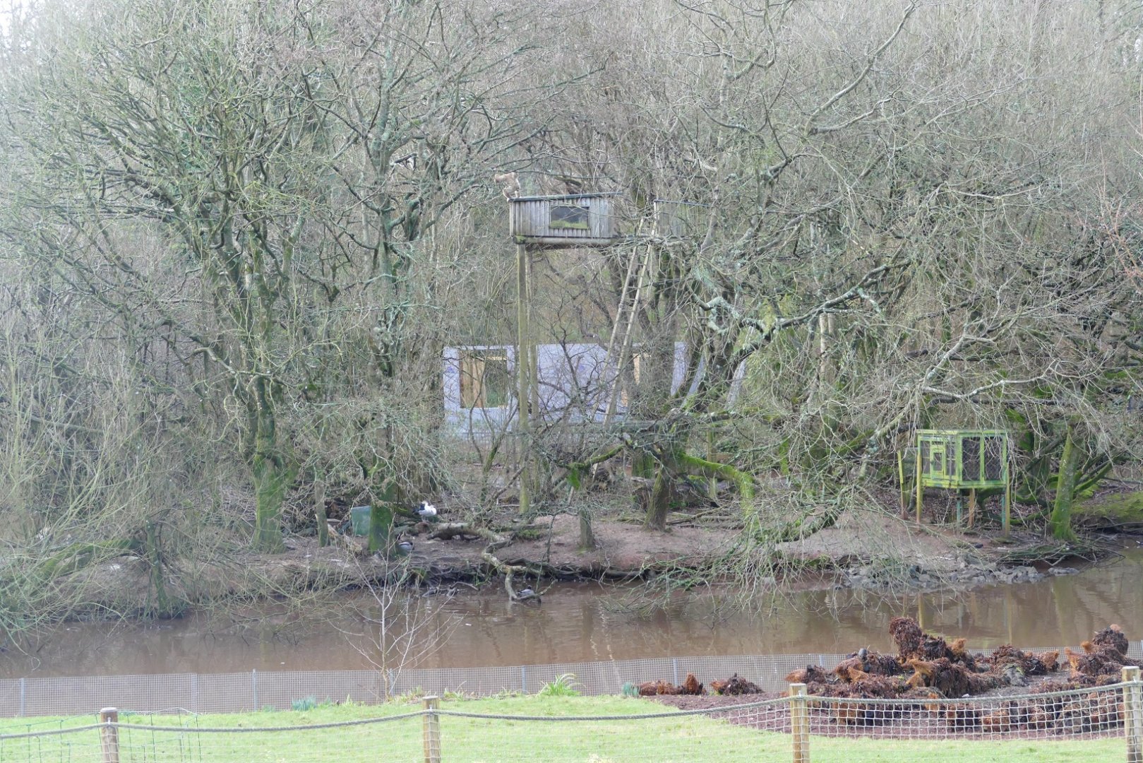 Lar gibbon housing, January 2019