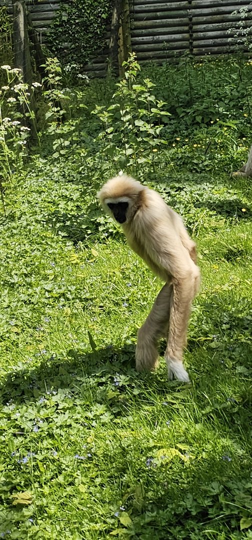 Lar gibbon hunting for insects