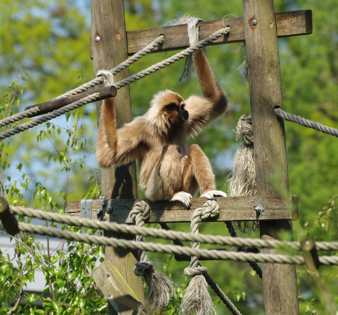 Lar gibbon (Hylobates lar), 2009-04-19