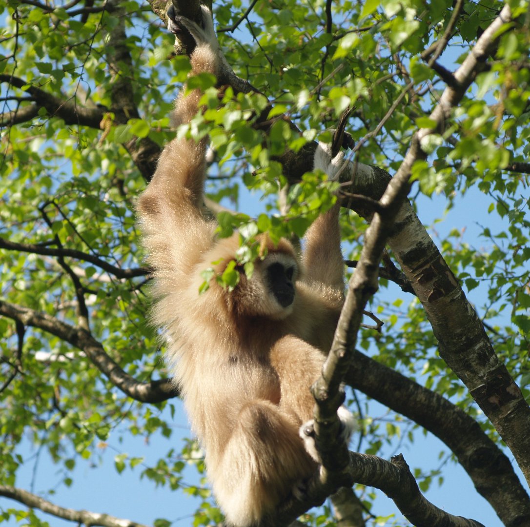 Lar gibbon (Hylobates lar), 2009-04-19