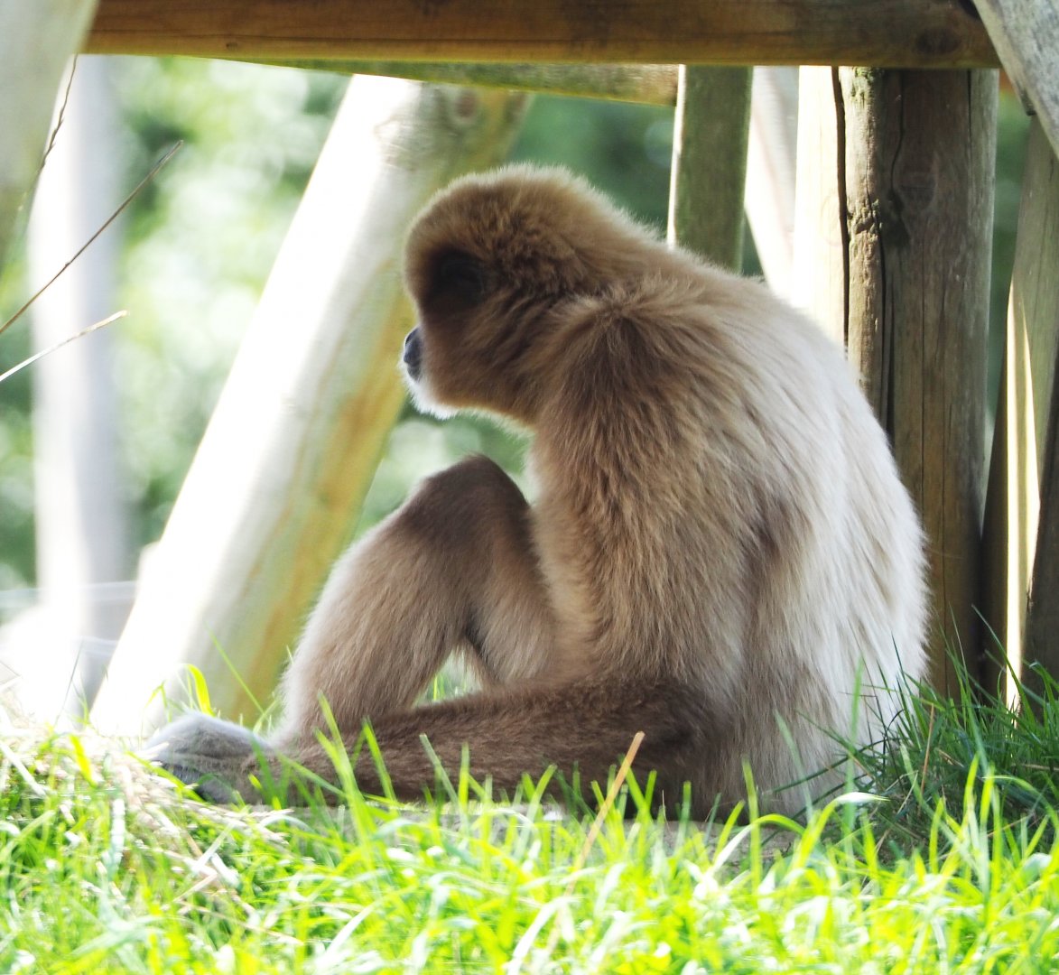 Lar gibbon (Hylobates lar), 2020-09-12