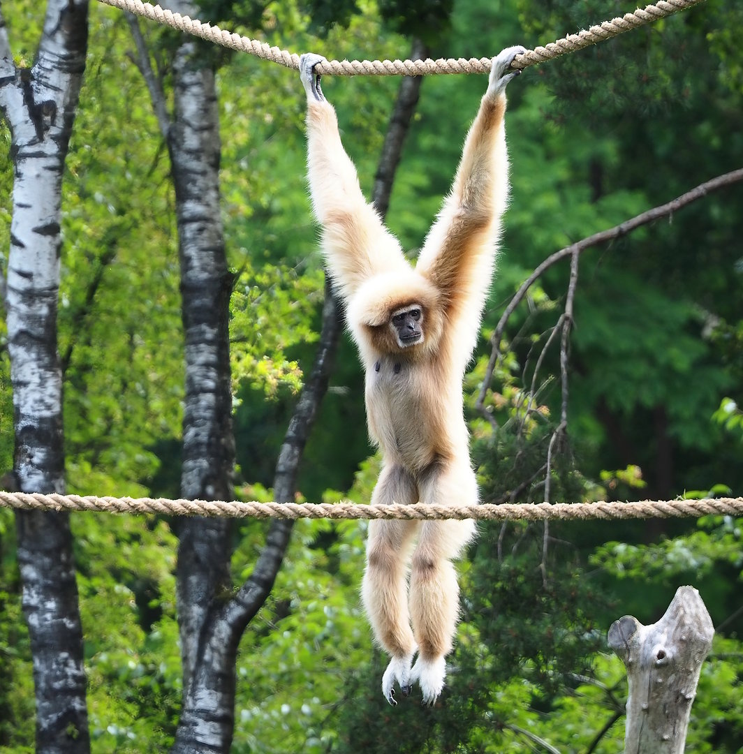 Lar gibbon (Hylobates lar), 2022-06-12