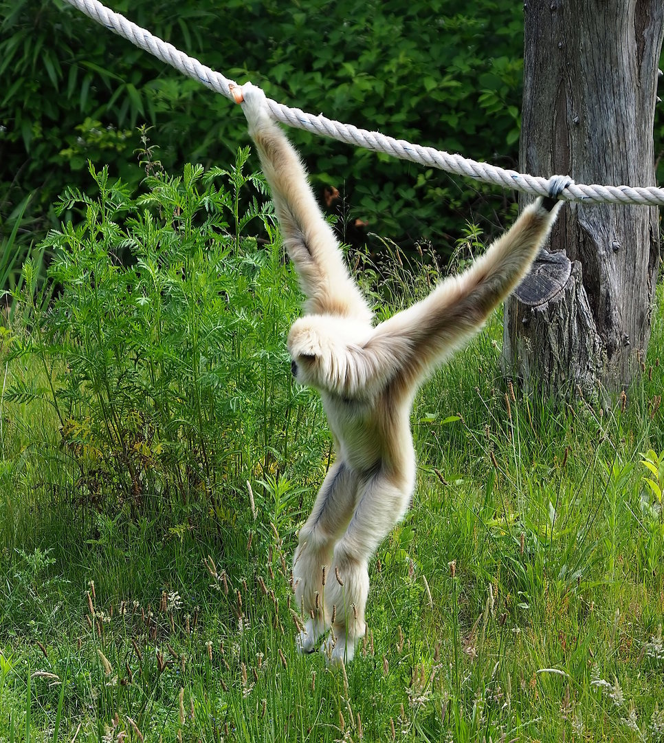 Lar gibbon (Hylobates lar), 2022-06-12