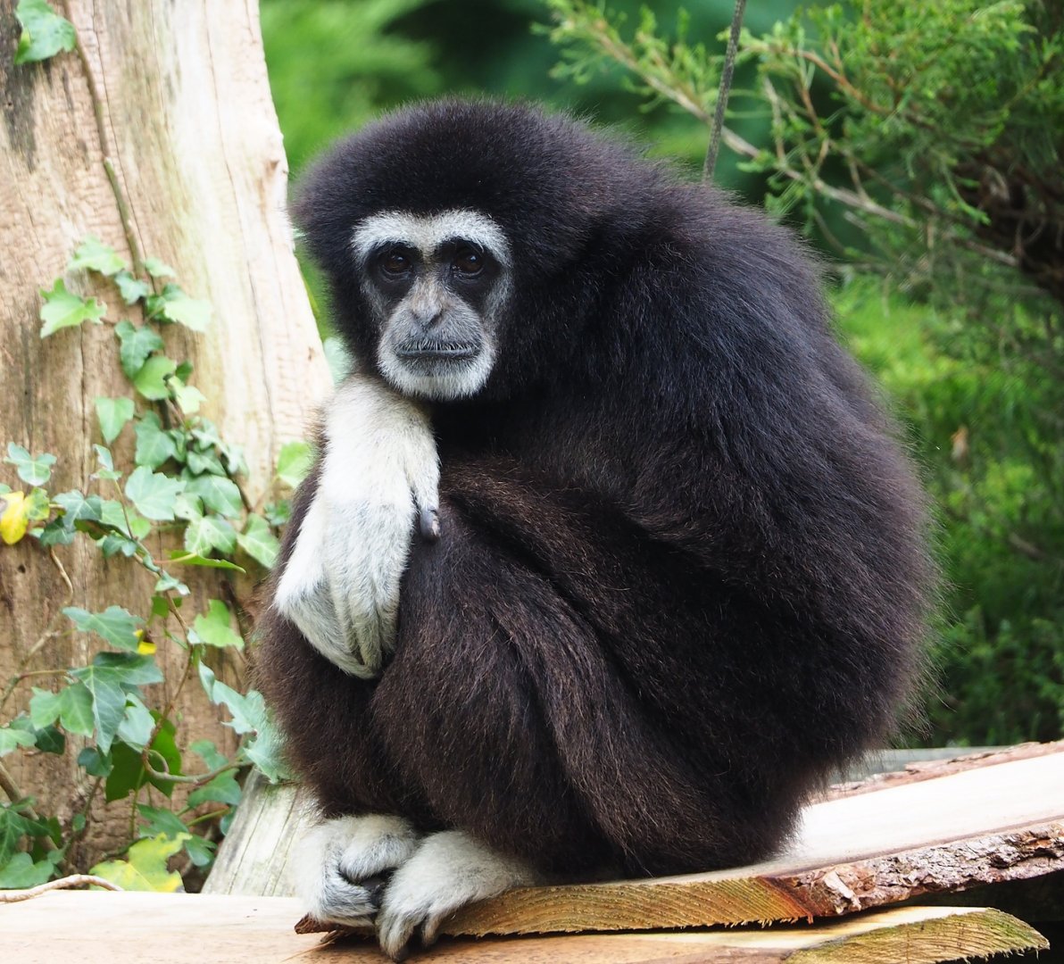 Lar gibbon (Hylobates lar), 2023-08-17