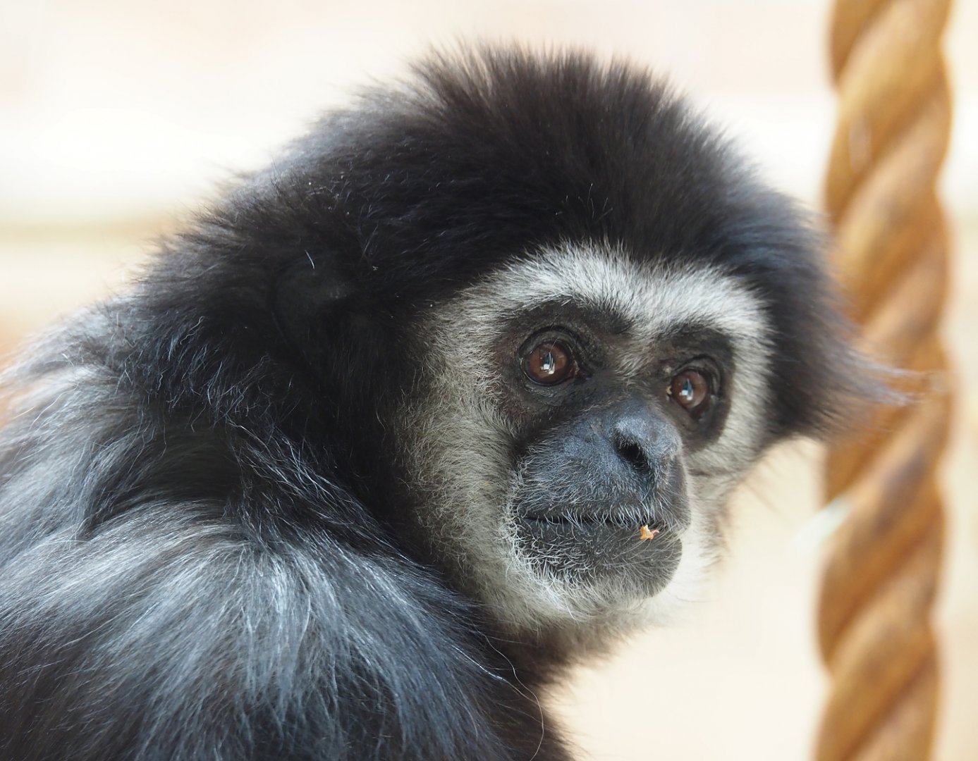 Lar gibbon (Hylobates lar), 2025-05-22