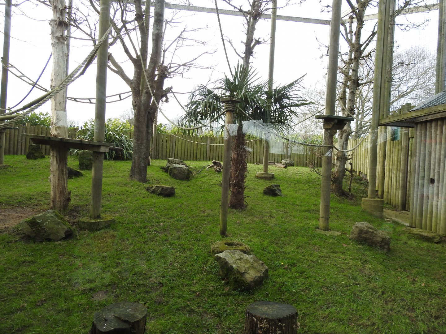 Lar Gibbon (Hylobates lar) Enclosure 2