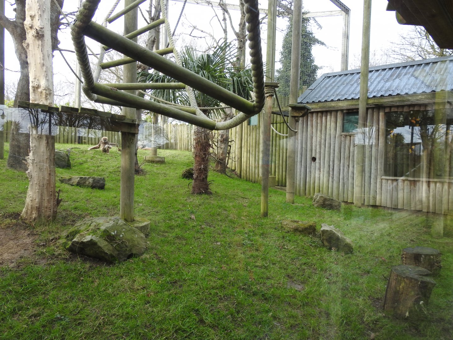 Lar Gibbon (Hylobates lar) Enclosure