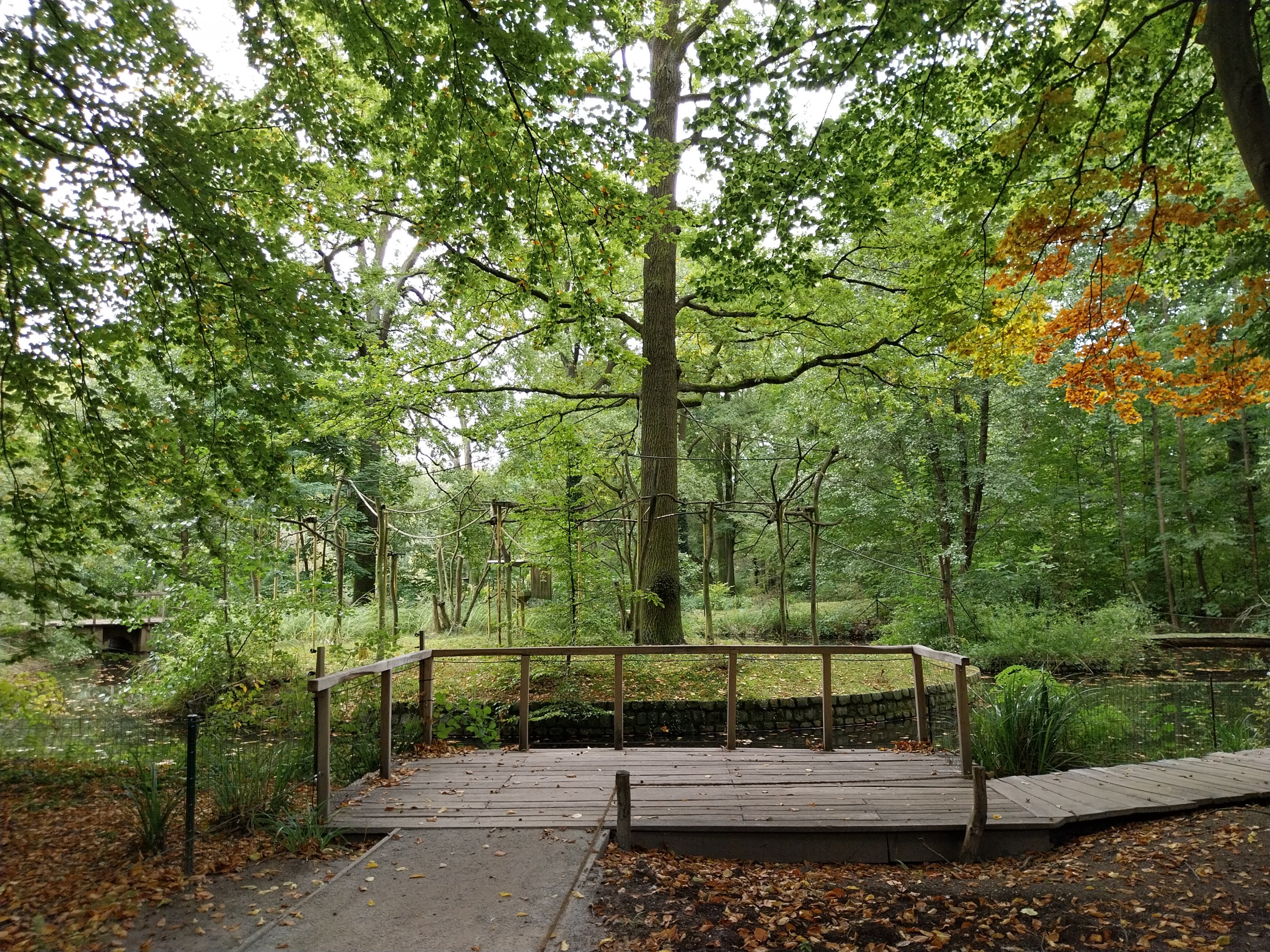 Lar Gibbon (Hylobates lar) enclosure