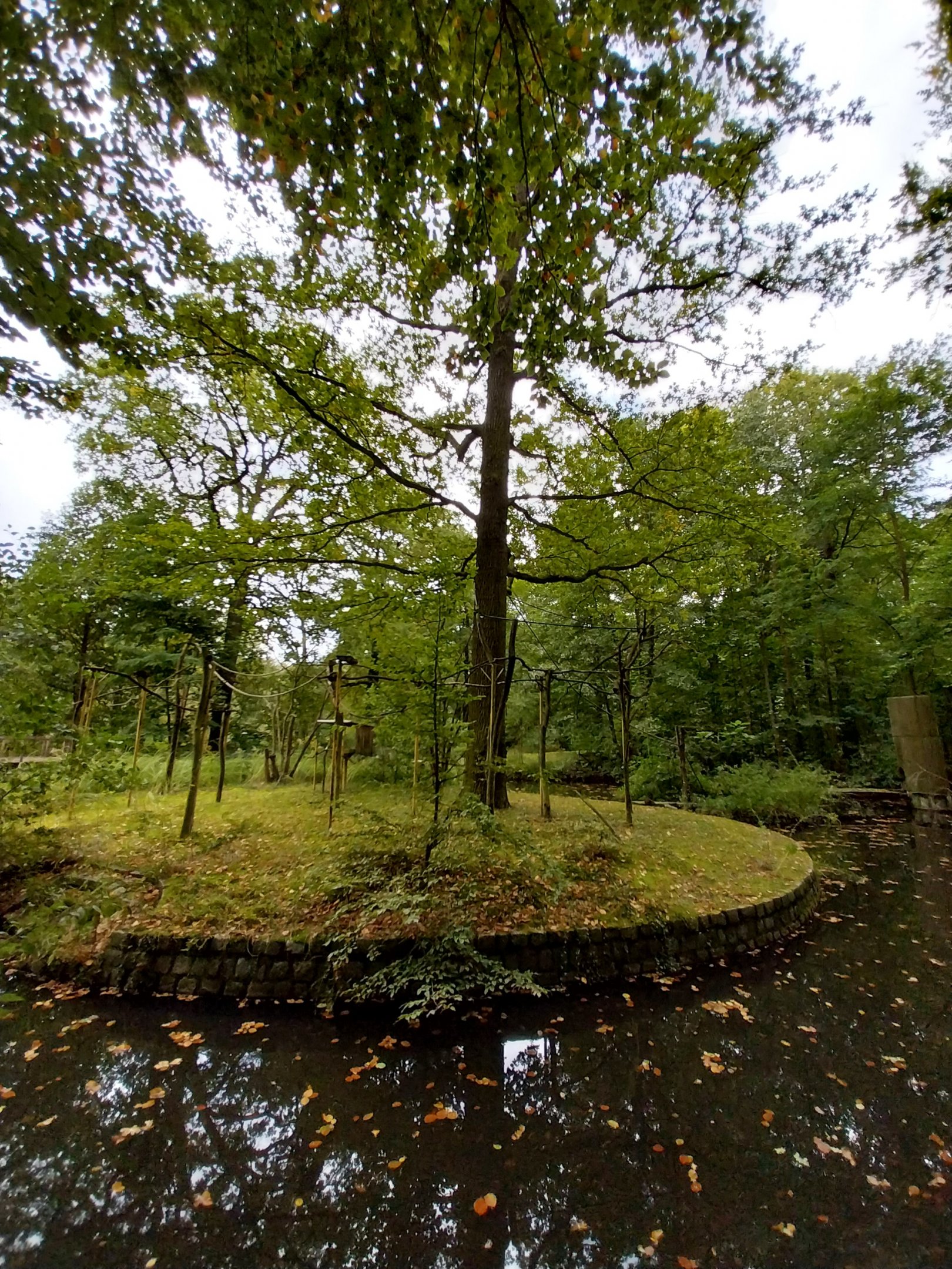 Lar Gibbon (Hylobates lar) enclosure