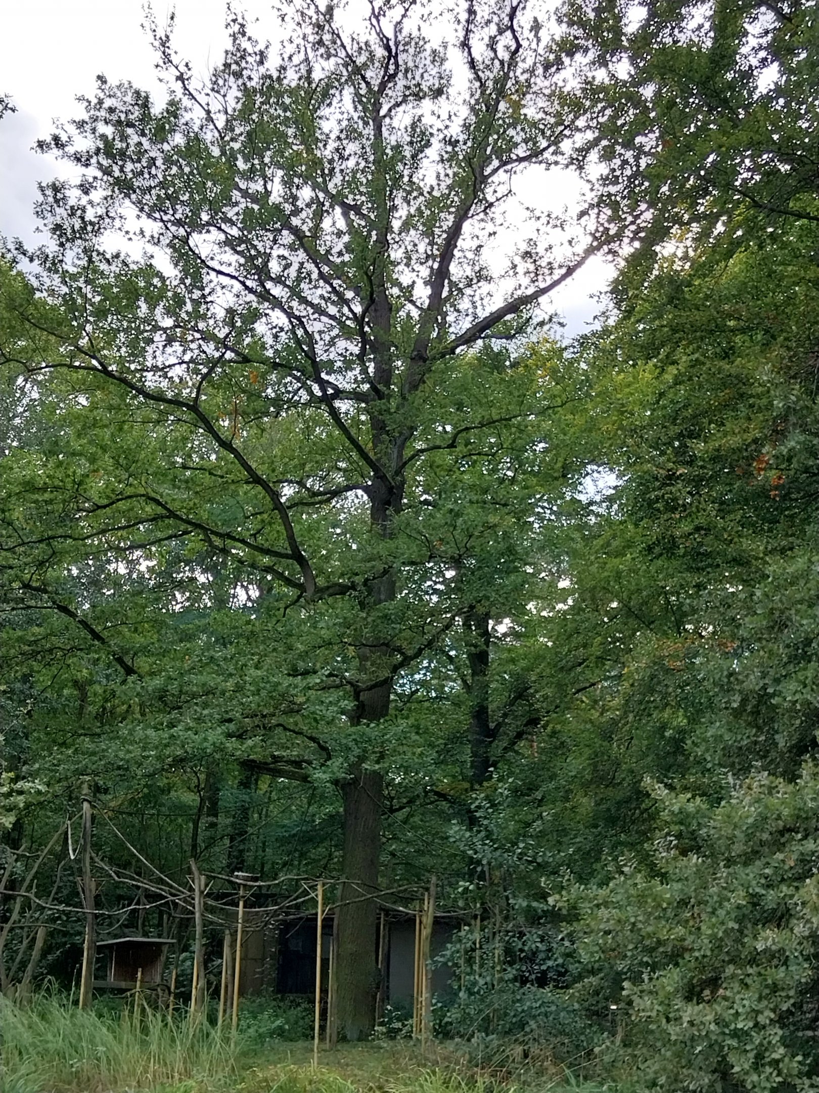 Lar Gibbon (Hylobates lar) enclosure