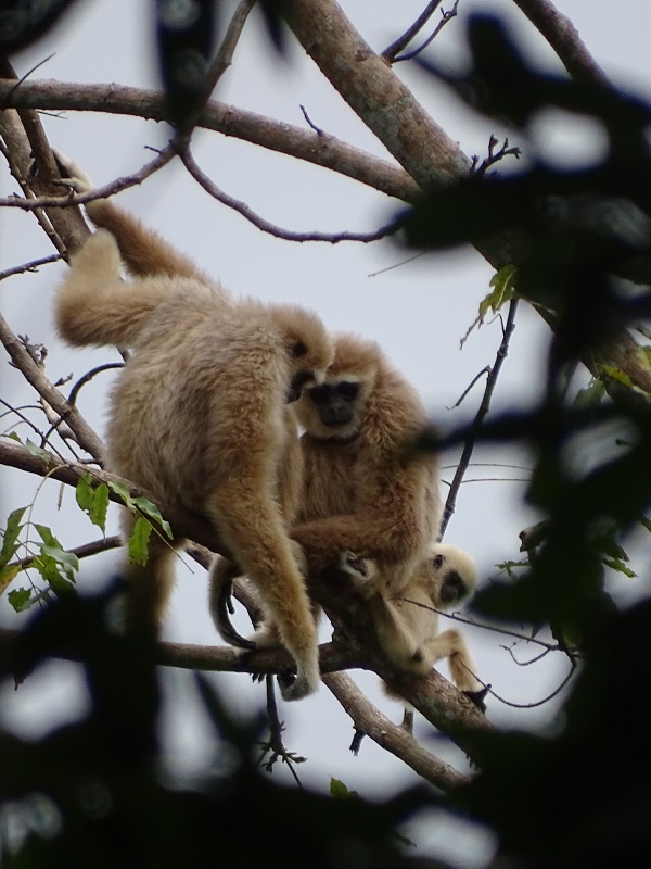 Lar gibbon (Hylobates lar entelloides)