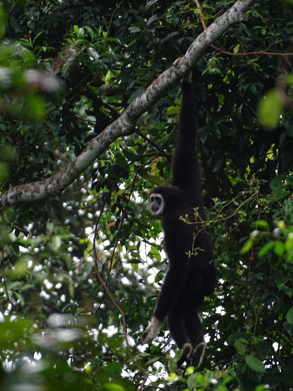 Lar gibbon (Hylobates lar entelloides)