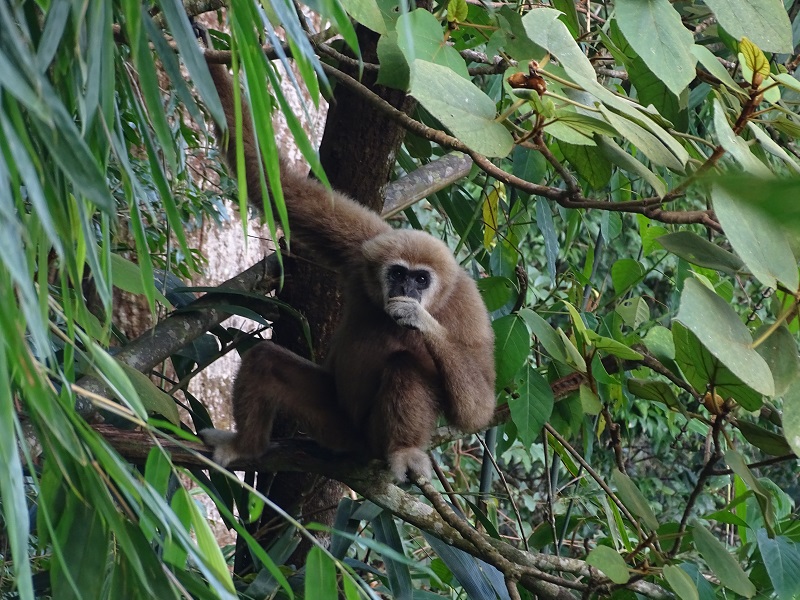 Lar gibbon (Hylobates lar entelloides)