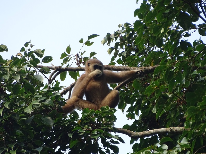 Lar gibbon (Hylobates lar entelloides)