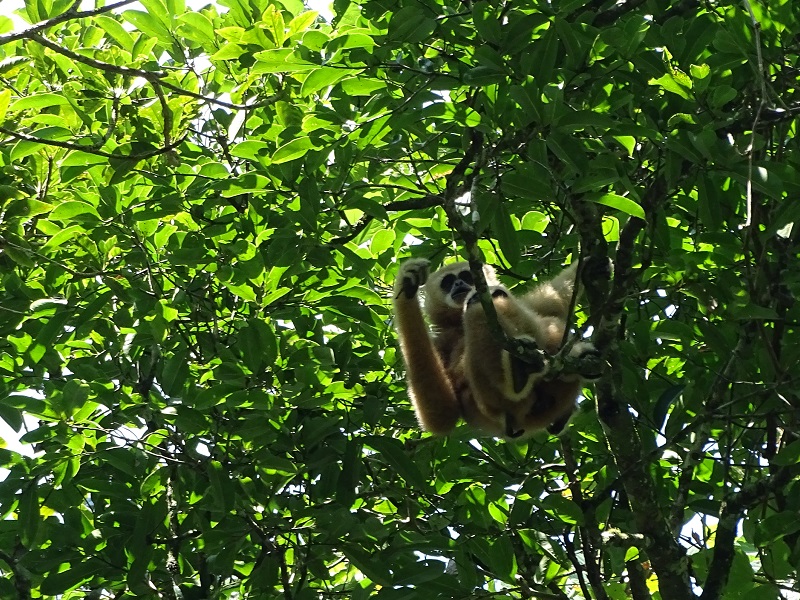 Lar gibbon (Hylobates lar entelloides)