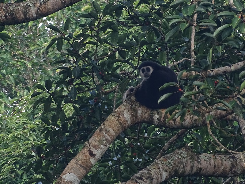 Lar gibbon (Hylobates lar entelloides)