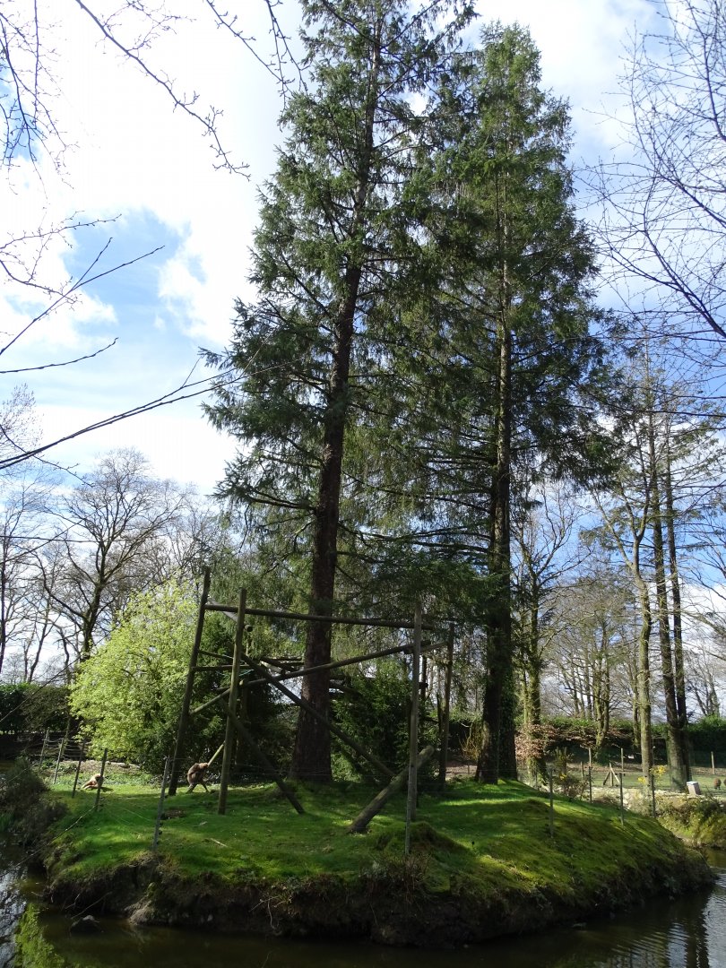 Lar gibbon (Hylobates lar) exhibit