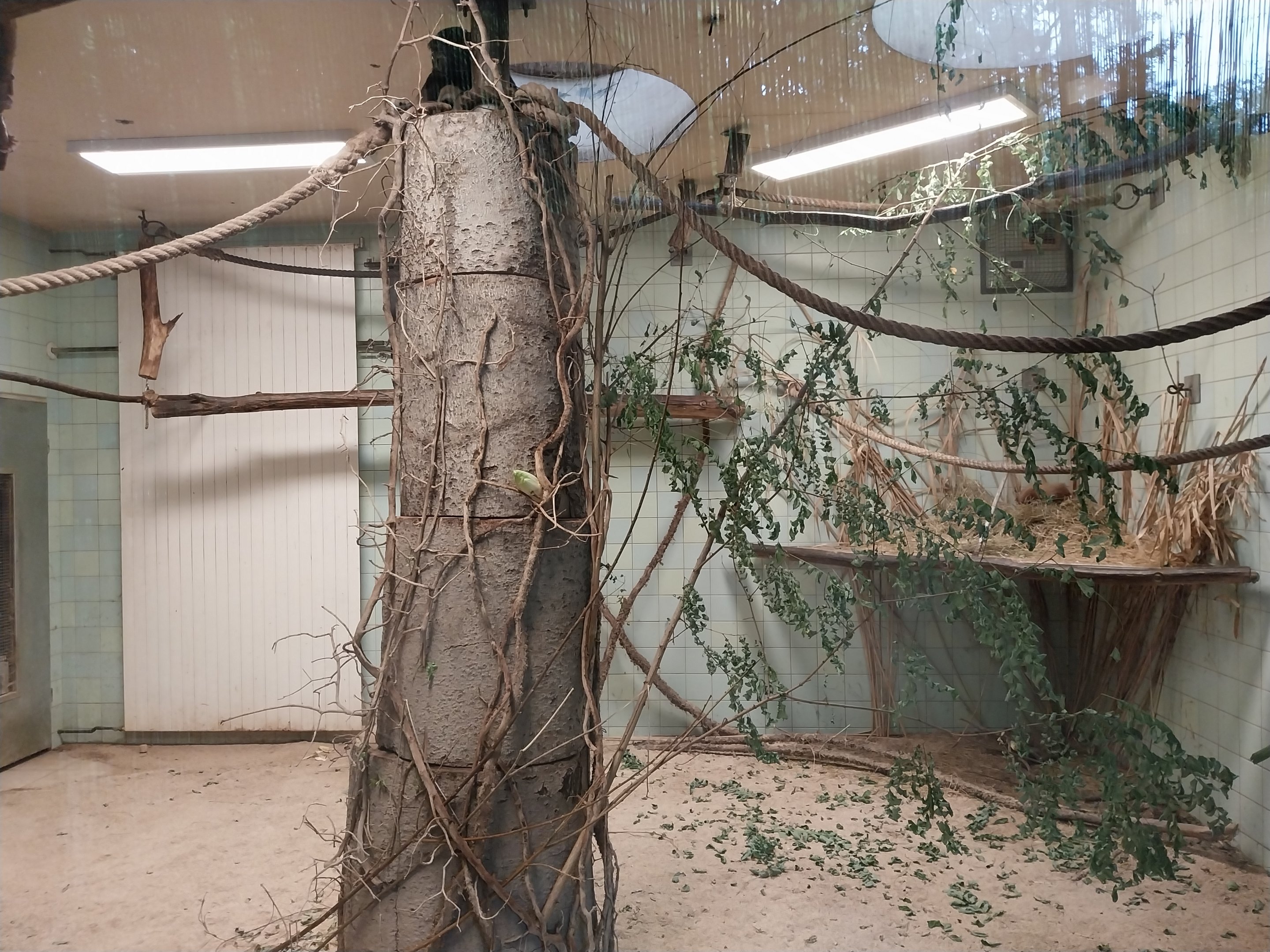 Lar Gibbon (Hylobates lar) House