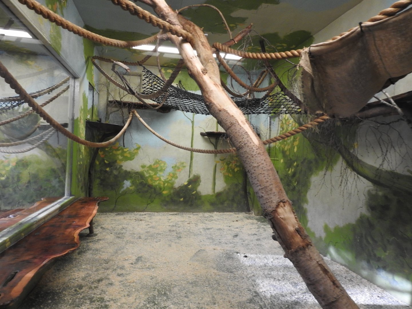 Lar Gibbon (Hylobates lar) Indoor Enclosure 2