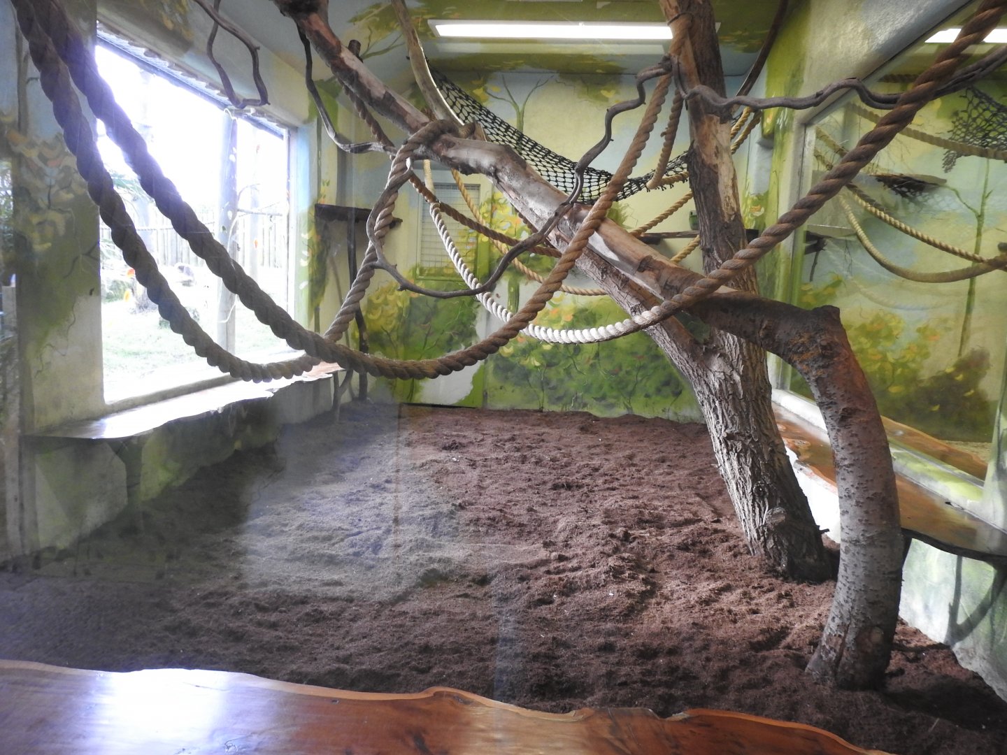 Lar Gibbon (Hylobates lar) Indoor Enclosure