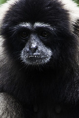 Lar Gibbon - Hylobates lar - Melaka Zoo - 2009