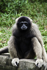 Lar Gibbon - Hylobates lar - Melaka Zoo - 2009